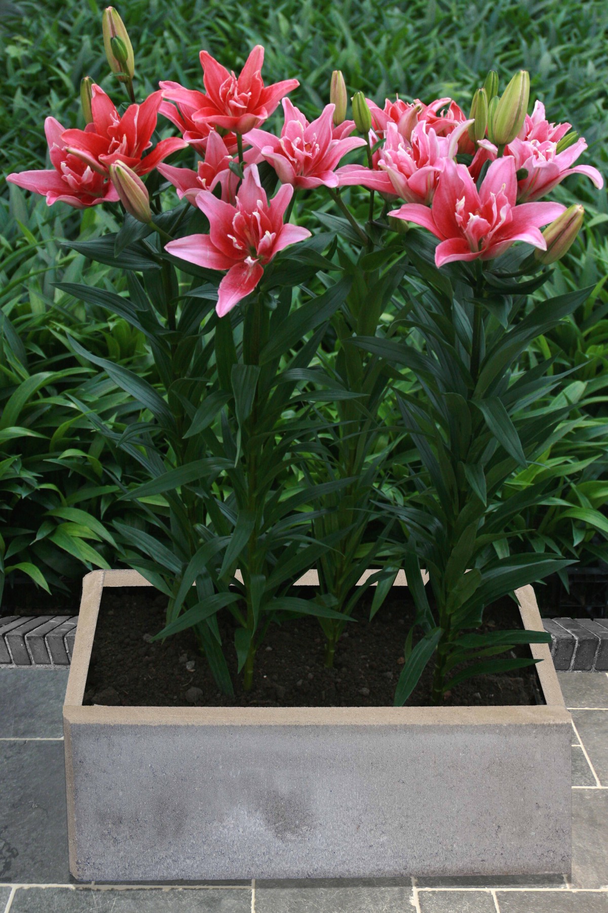 Double Lady lily bulb